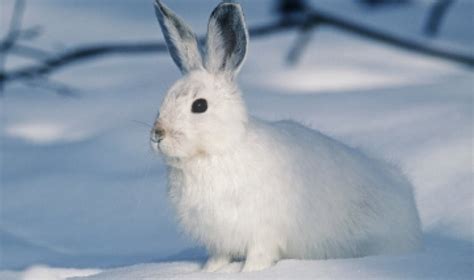 Arctic Tundra Hare