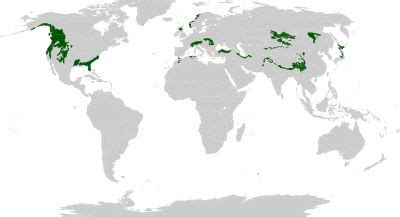 Temperate coniferous forest - Wikipedia | Forest map, Deciduous forest biome, Temperate ...