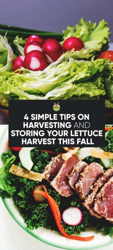 4 Simple Tips on Harvesting and Storing Your Lettuce Harvest This Fall