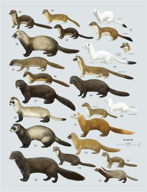 Marder liste anatomie Rare Animals, Animals And Pets, Strange Animals, Ferrets In Sweaters ...