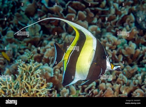 Moorish Idol, Zanclus cornutus, Raja Ampat Indonesia Stock Photo - Alamy