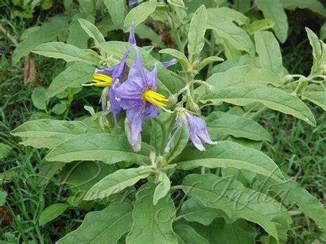 Solanum elaeagnifolium - Silverleaf Nightshade