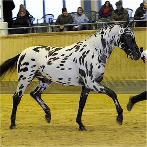 436 best images about Knabstrupper on Pinterest | Baroque, Appaloosa ...