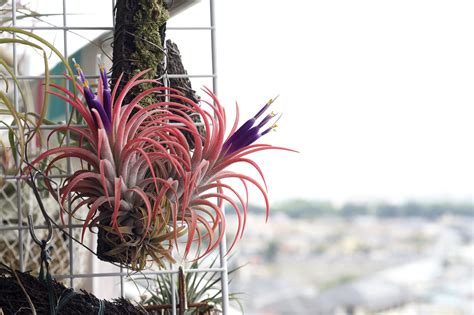 Tillandsia ionantha: Plant Care & Growing Guide