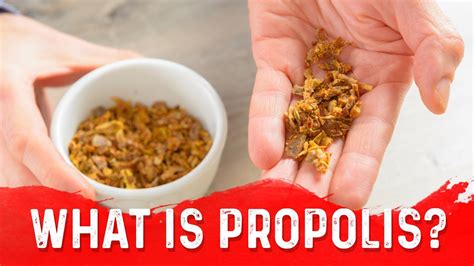 The Unique Benefits of Propolis (Bee Glue) – Dr.Berg - YouTube