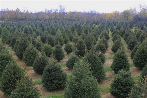 22 Best Christmas Tree Farms in the South