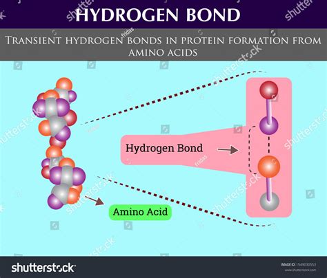 Transient Hydrogen Bonds Protein Formation Amino Stock Vector (Royalty ...