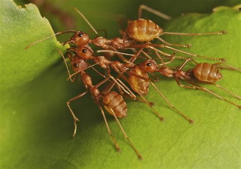 Giant Abandoned Ant Colony