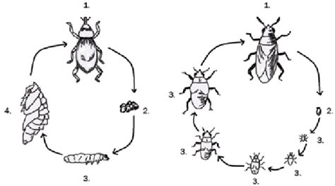 Complete metamorphosis(left): adult (1), eggs (2), larvae (3),... | Download Scientific Diagram