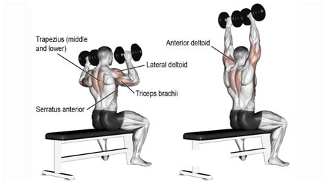 12 Best Dumbbell Shoulder Exercises To Build Bigger Deltoid