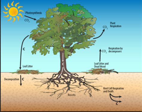 Reducing the Amount of CO2 in the Atmosphere