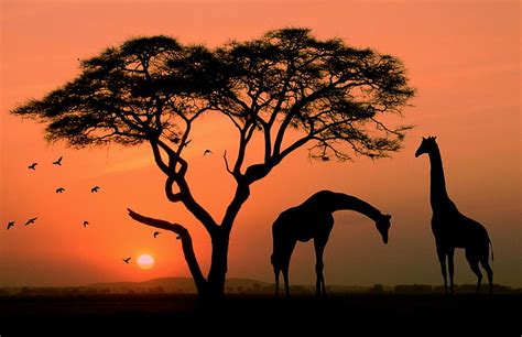 Africa Wallpaper Sunset