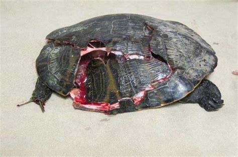 Red Eared Slider - Ultimate Care Guide for Turtle Slider