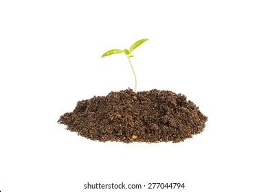 White Background Picture Rambutan Seedling Growth Stock Photo ...