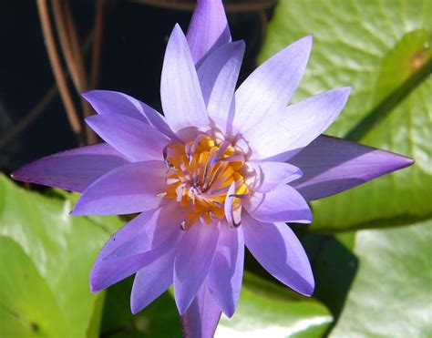 Purple and Orange Lotus Flower Photograph by Warren Thompson