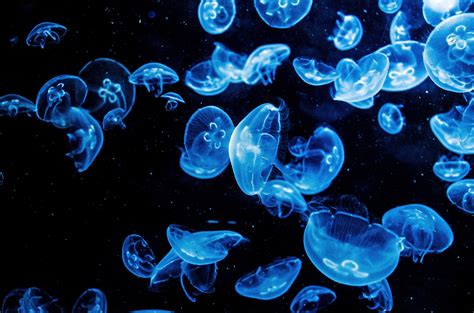 Jellyfish Free Stock Photo - Public Domain Pictures