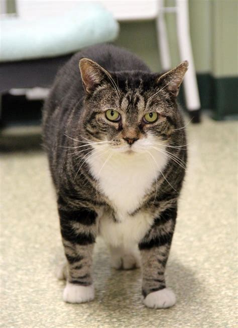 Adoptable Animals at the Warwick Animal Shelter | Cranston Herald