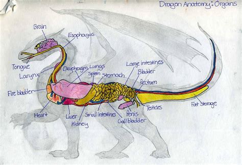 Dragon Anatomy: Organs by Wyldfire7 on DeviantArt