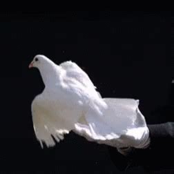 Doves Fly GIF - Doves Fly Free - Discover & Share GIFs