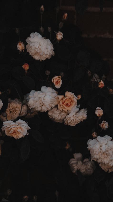 88+ Black Wallpaper Aesthetic Flower Picture - MyWeb