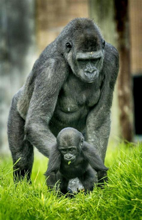 Pin by One of Two on PRIMATES (With images) | Gorilla, Animals beautiful, Cute monkey