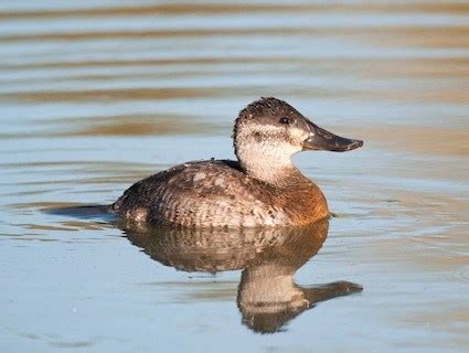 Ruddy Duck, Identification, All About Birds - Cornell Lab of Ornithology