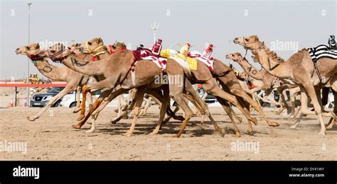 Camels racing at camel racing festival at Al Marmoum camel racing racetrack in Dubai United Arab ...