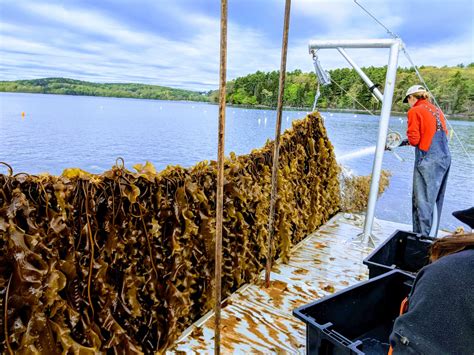 Maine’s Seaweed Farming Boom | Heritage Radio Network