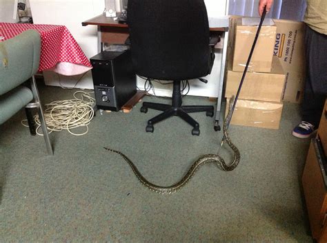 A snake got in the house. : pics