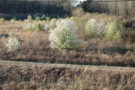 Callery Pear: History, Identification, and Control - Alabama Cooperative Extension System