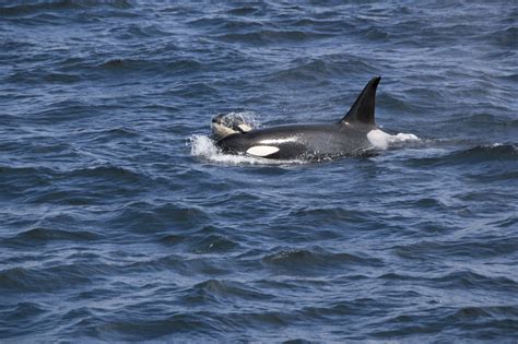 Endangered killer whale found dead on the Sunshine Coast - NEWS 1130