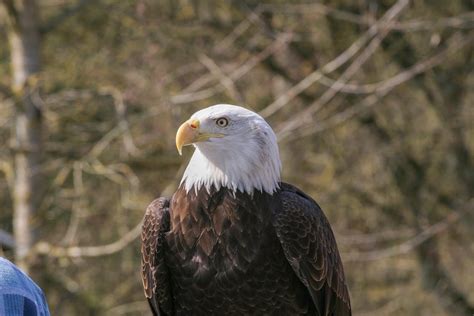 Bald Eagle in Close Up Photography · Free Stock Photo