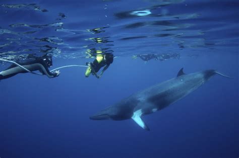 Great Barrier Reef Marine Wildlife Guide - Divers Den