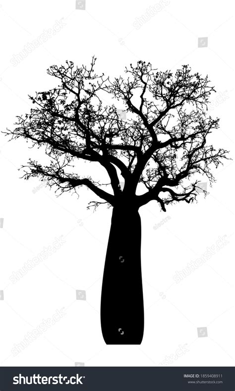 Silhouette Boab Tree On White Background Stock Vector (Royalty Free) 1859408911 | Shutterstock