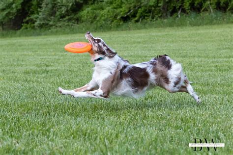 Disc Dog Sports - Endless Pawsabilities, LLC