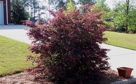 Plum Delight Loropetalum - 1 Gallon - Shrub - Shrubs for Spring Color | Gardener Direct