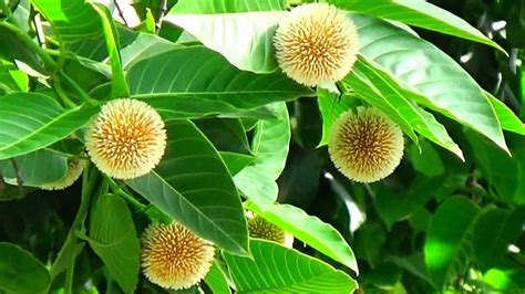 Nature's Gift & Lord Krishna's Favourite Beautiful Kadam Flower Tree (Neolamarckia Cadamba ...