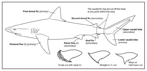 [DIAGRAM] Fish Fin Diagram - MYDIAGRAM.ONLINE