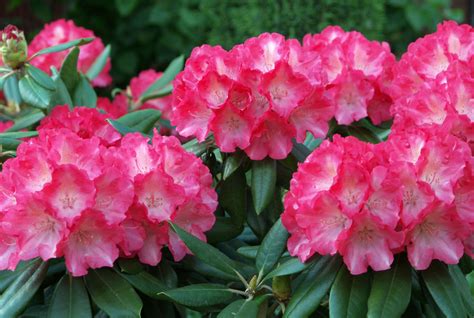 Azalea | Description, Rhododendron, Major Species, & Facts | Britannica