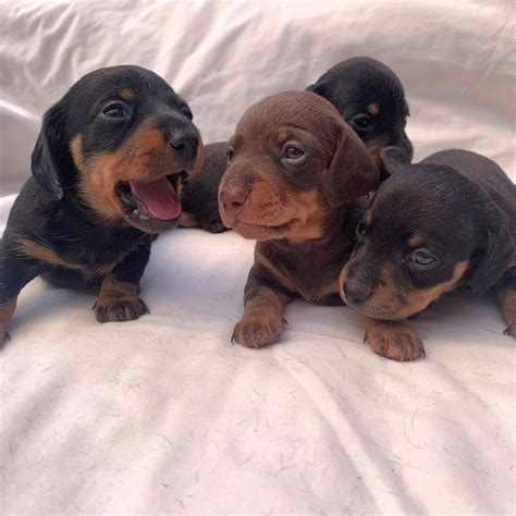 Beautiful And Lovely Dog Puppies | Baby weiner dogs, Cute puppies, Dachshund puppies