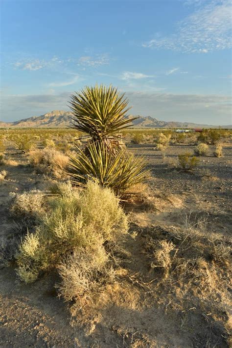 Desert yucca plant stock photo. Image of landscape, close - 14084220