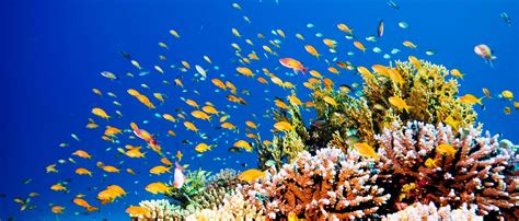 Picture Of A Coral Reefs With Fishes - PictureMeta