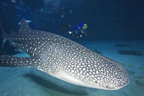 Where Did The Georgia Aquarium Whale Sharks Come From - Aquarium Views