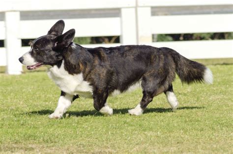 Cardigan Welsh Corgi: Dog Breed Characteristics & Care