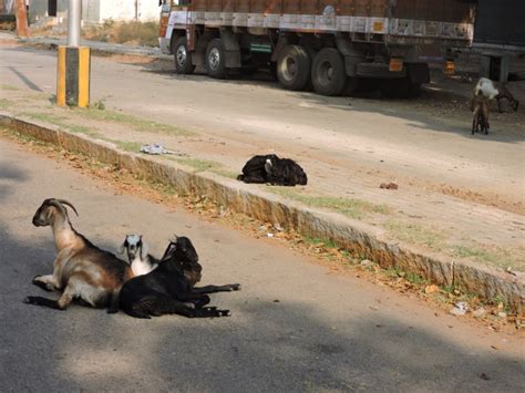 Stubborn Goats – [ wandering India ]