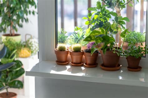 how to make indoor plants grow faster