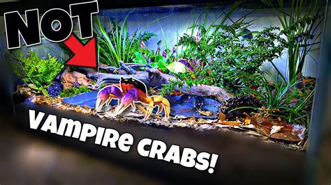 Breeding Vampire Crabs UPDATE! (Halloween Crabs) - YouTube