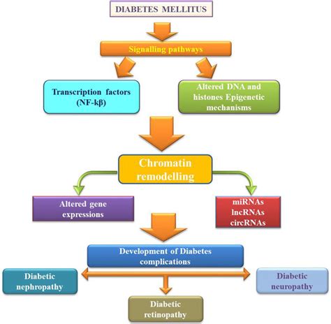 Macrovascular Complications Of Diabetes Pdf - Mechanisms Of Diabetic Complications Physiological ...