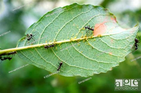 Honey ants protecting and tending the aphids in their care, Stock Photo, Picture And Low Budget ...