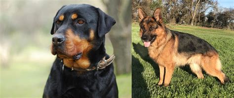 Rottweiler vs German Shepherd - Breed Comparison | MyDogBreeds